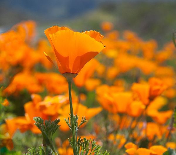 California Poppies-Big Sur-California-USA